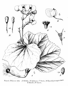 B. princeae